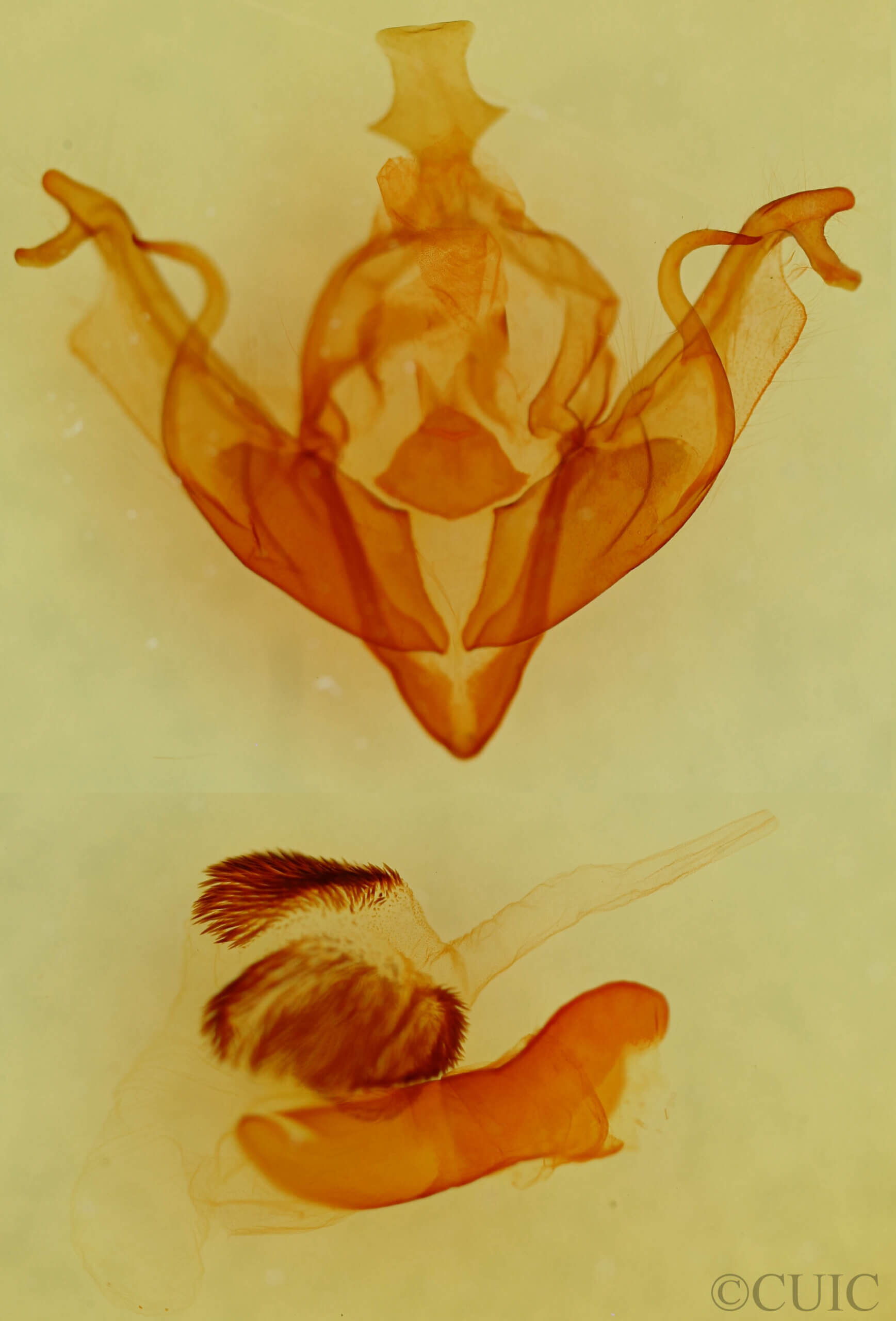 genitalia view of adult Xylena thoracica?