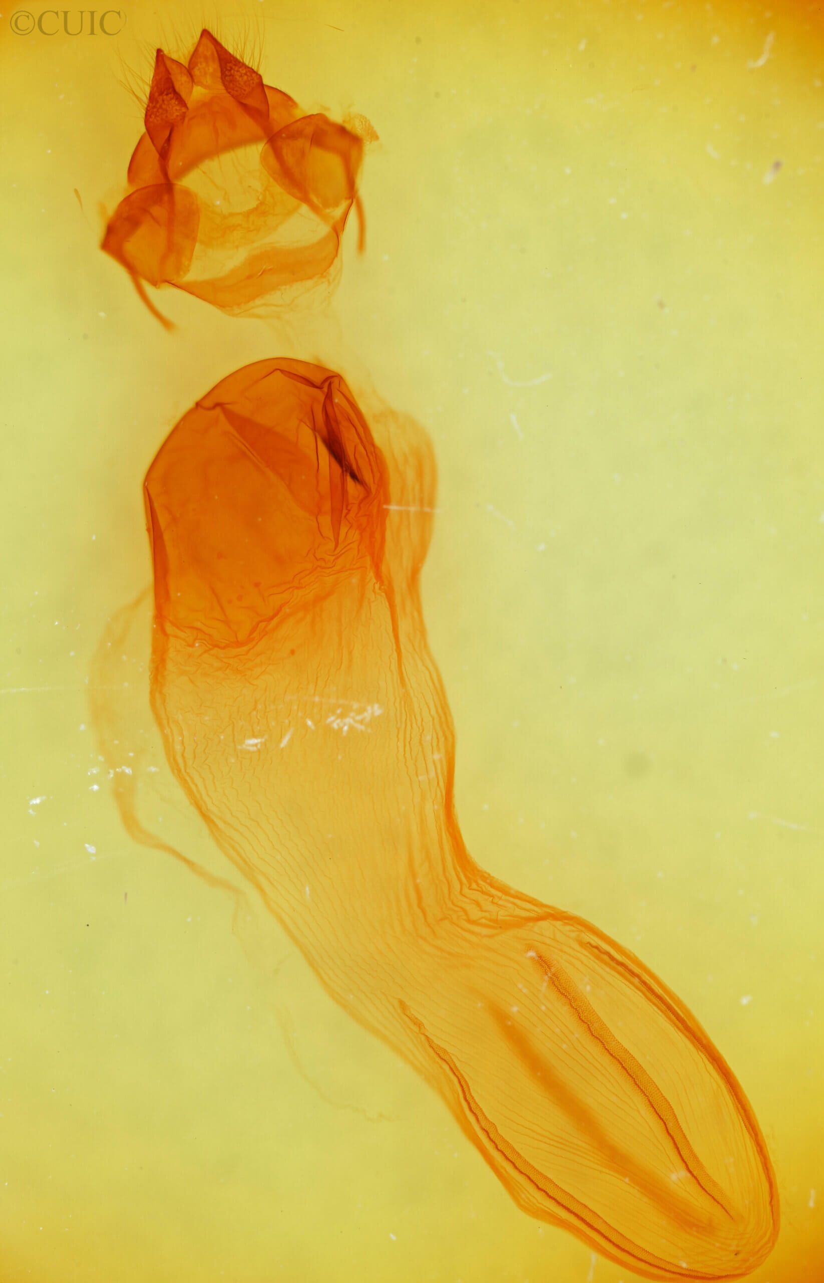 genitalia view of adult Xylena brucei