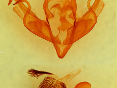 genitalia view of adult Xylena cineritia mertena