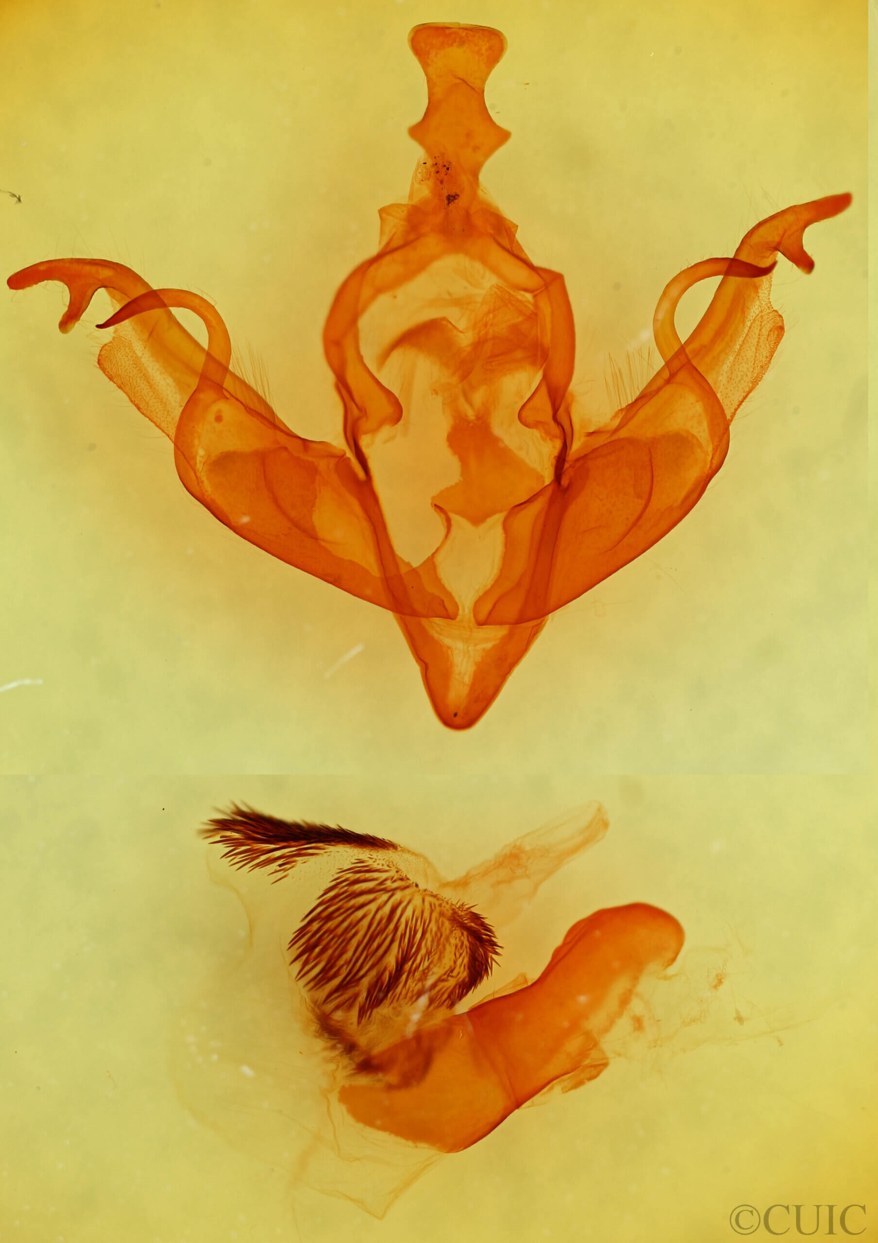 genitalia view of adult Xylena cineritia mertena