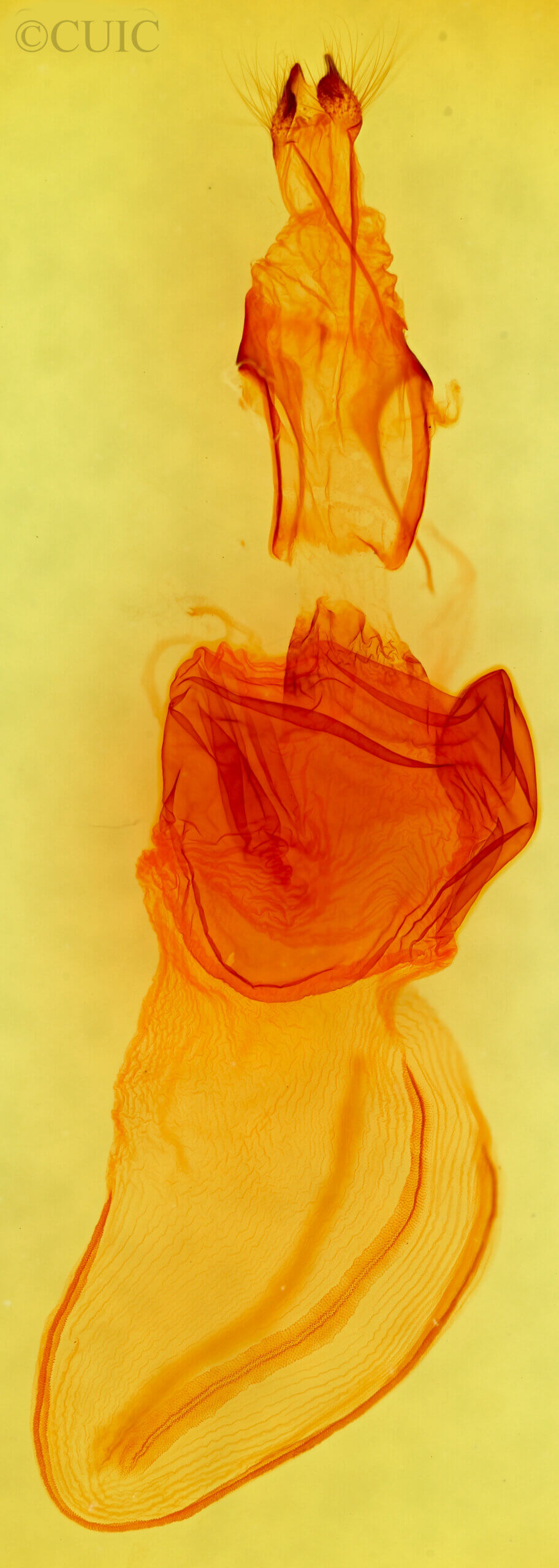 genitalia view of adult Xylena cineritia mertena