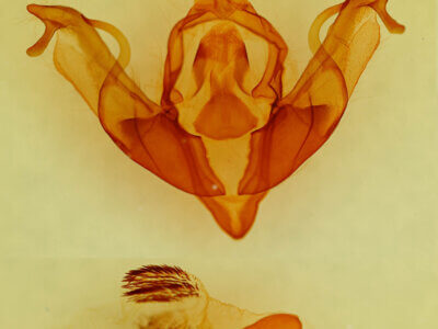 genitalia view of adult Xylena cineritia mertena