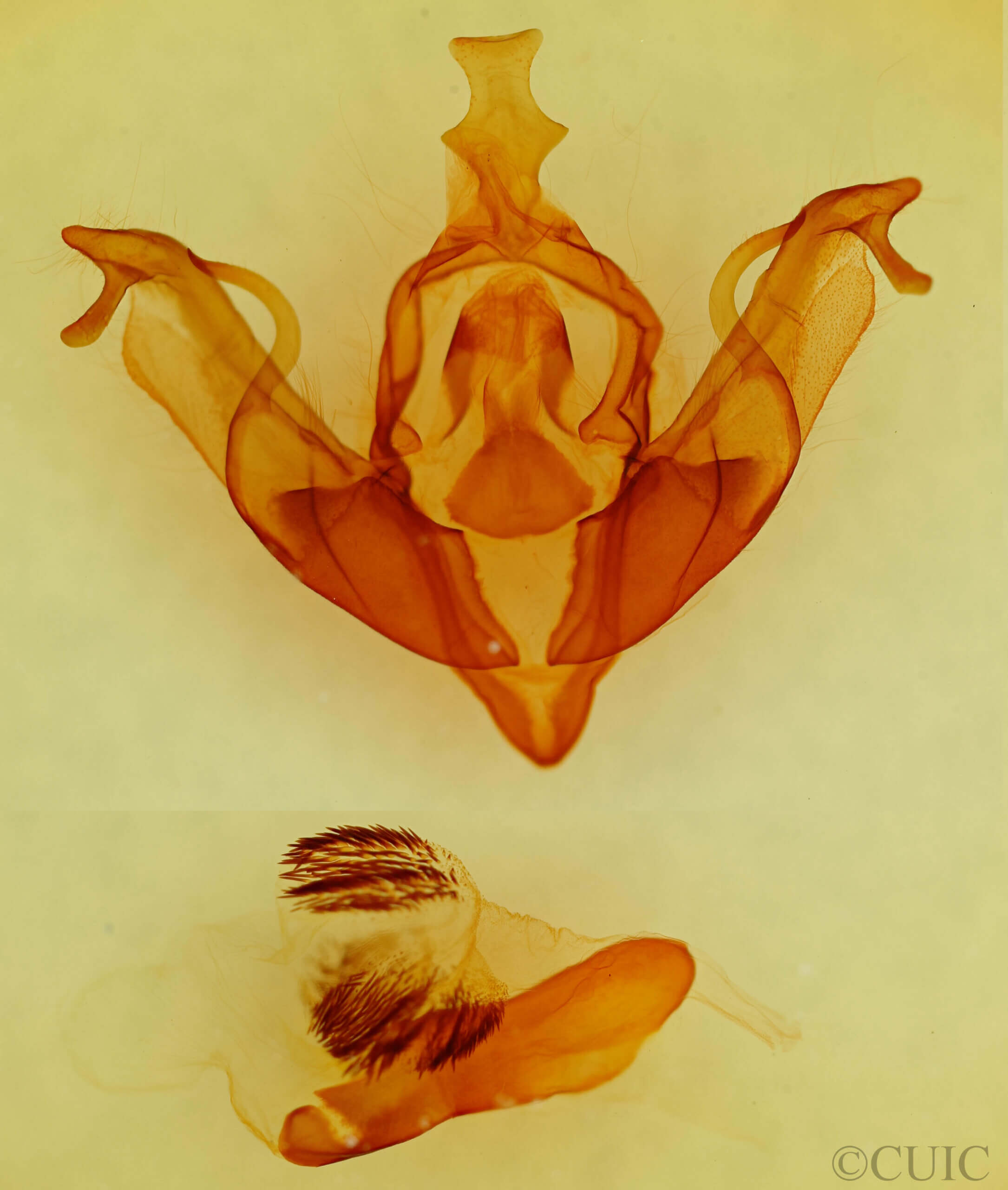 genitalia view of adult Xylena cineritia mertena