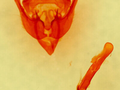 genitalia view of adult Photedes (Chortodes) morrisii bondii