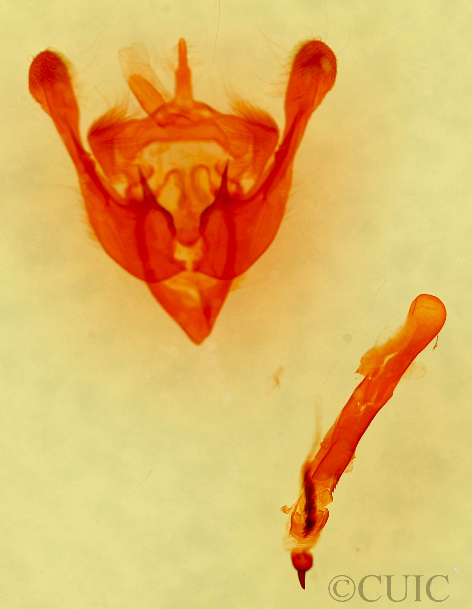 genitalia view of adult Photedes (Chortodes) morrisii bondii