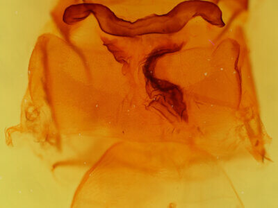 genitalia view of adult Andropolia contacta