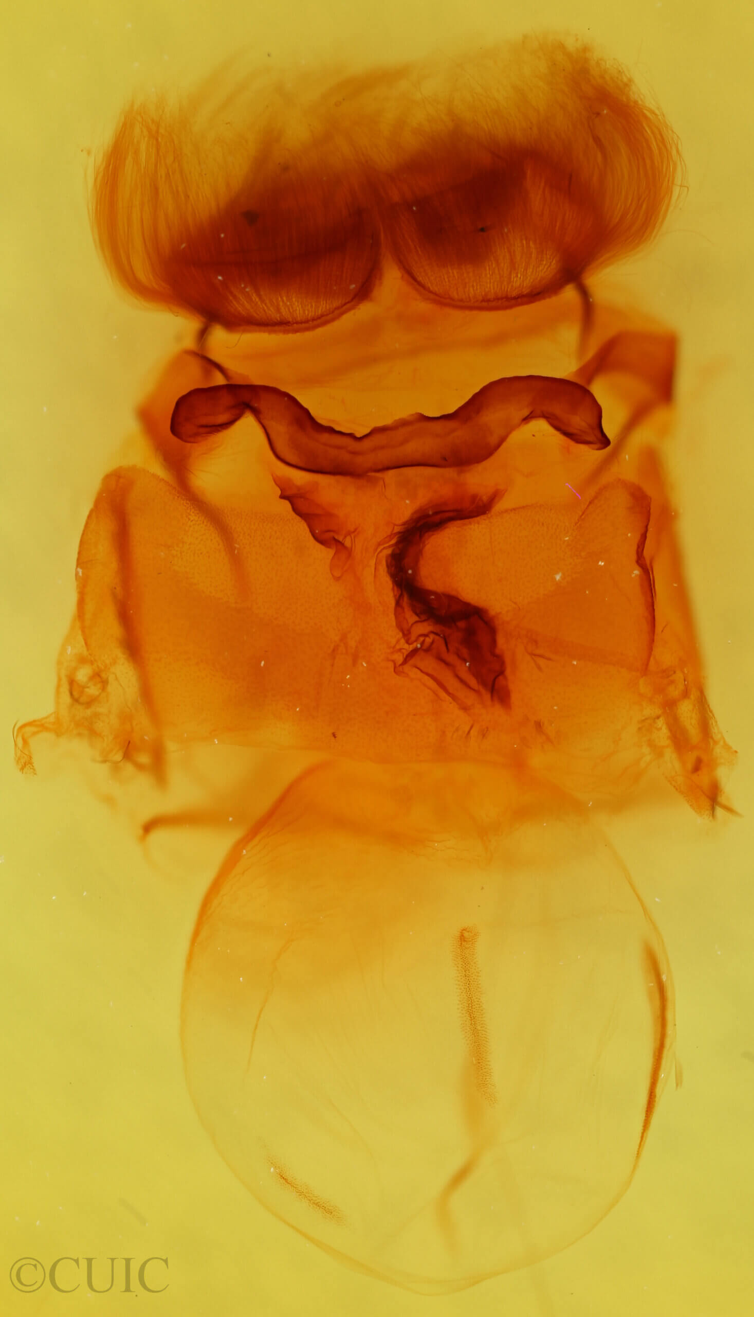genitalia view of adult Andropolia contacta