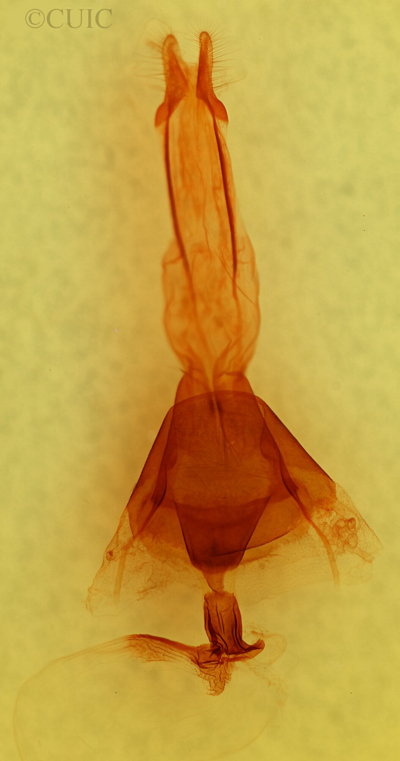 genitalia view of adult Brachlylomia discinigra?