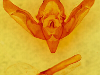 genitalia view of adult Brachylomia algens