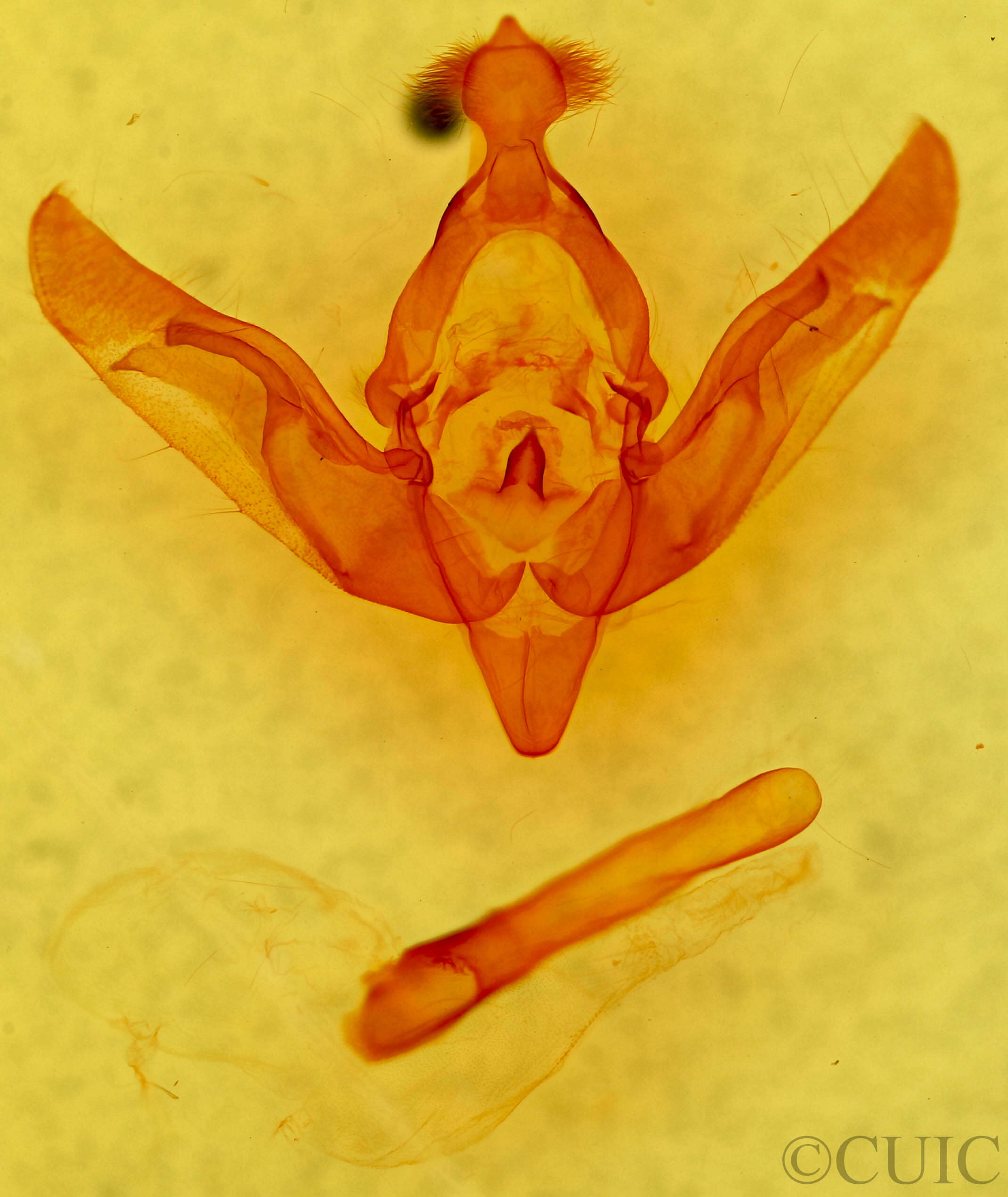 genitalia view of adult Brachylomia algens
