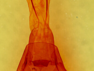 genitalia view of adult Brachylomia algens