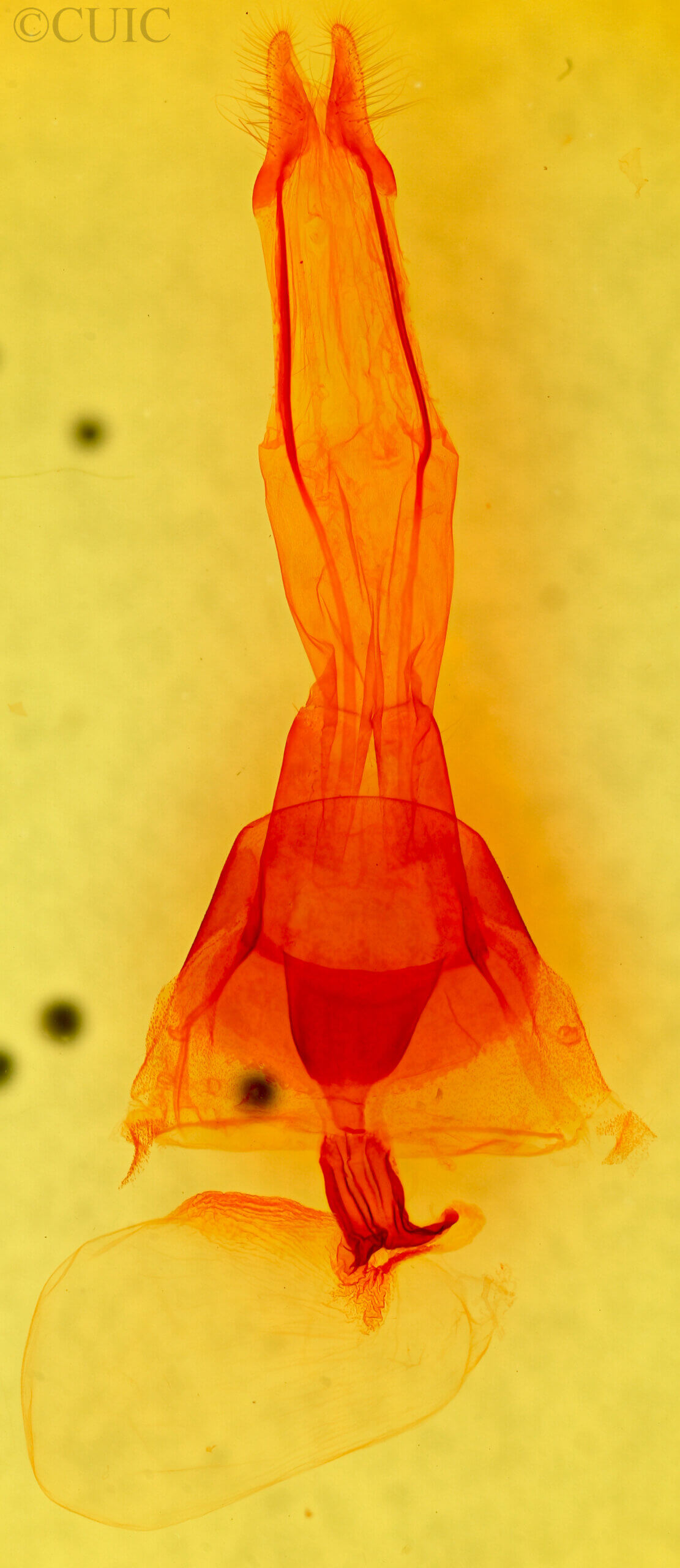 genitalia view of adult Brachylomia discinigra