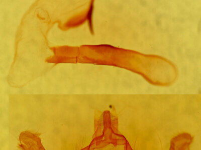 genitalia view of adult Dryotype opina