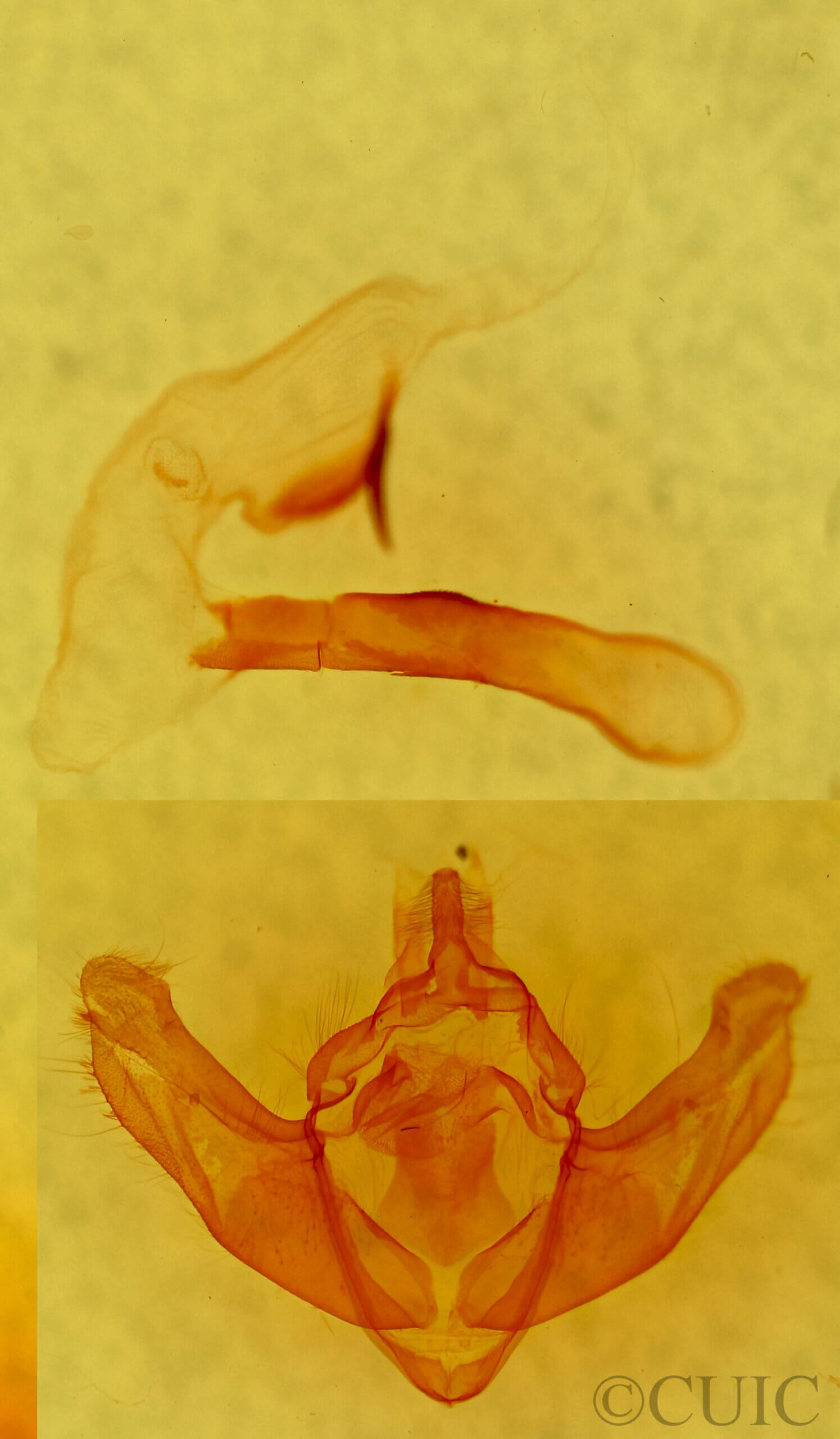 genitalia view of adult Dryotype opina