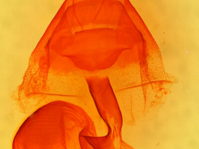 genitalia view of adult Dryotype opina