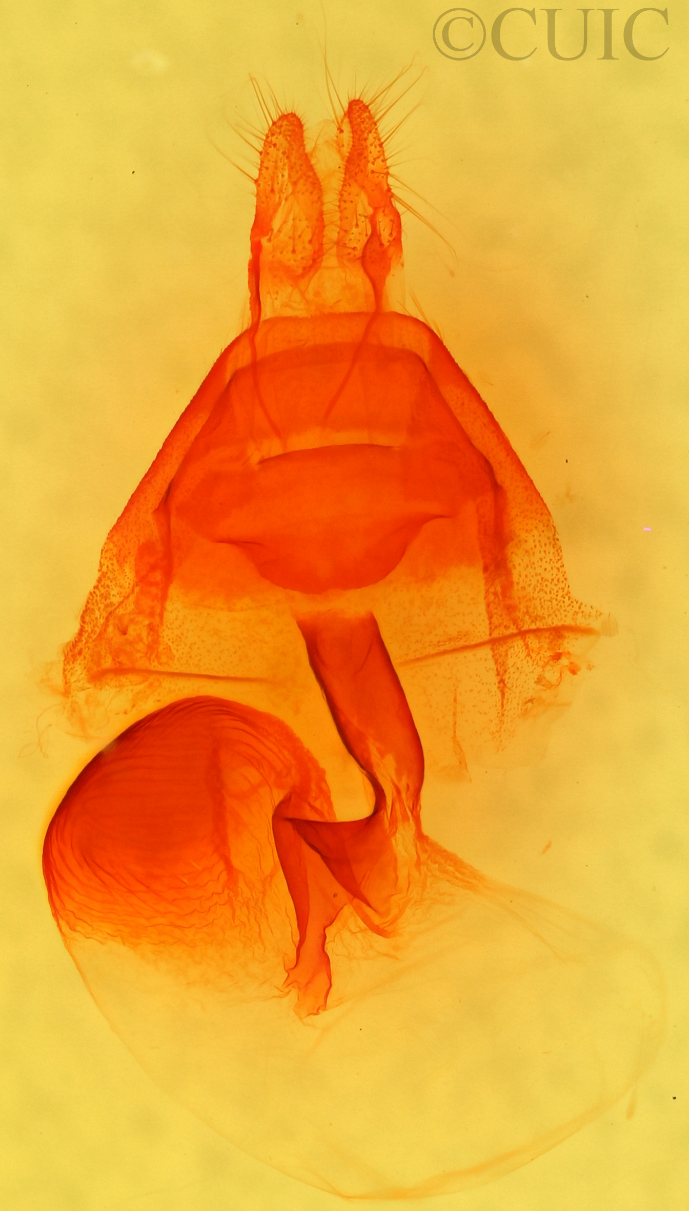 genitalia view of adult Dryotype opina