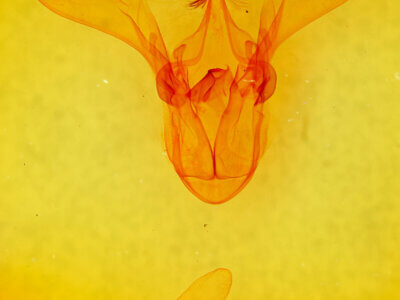 genitalia view of adult Melipotis contorta