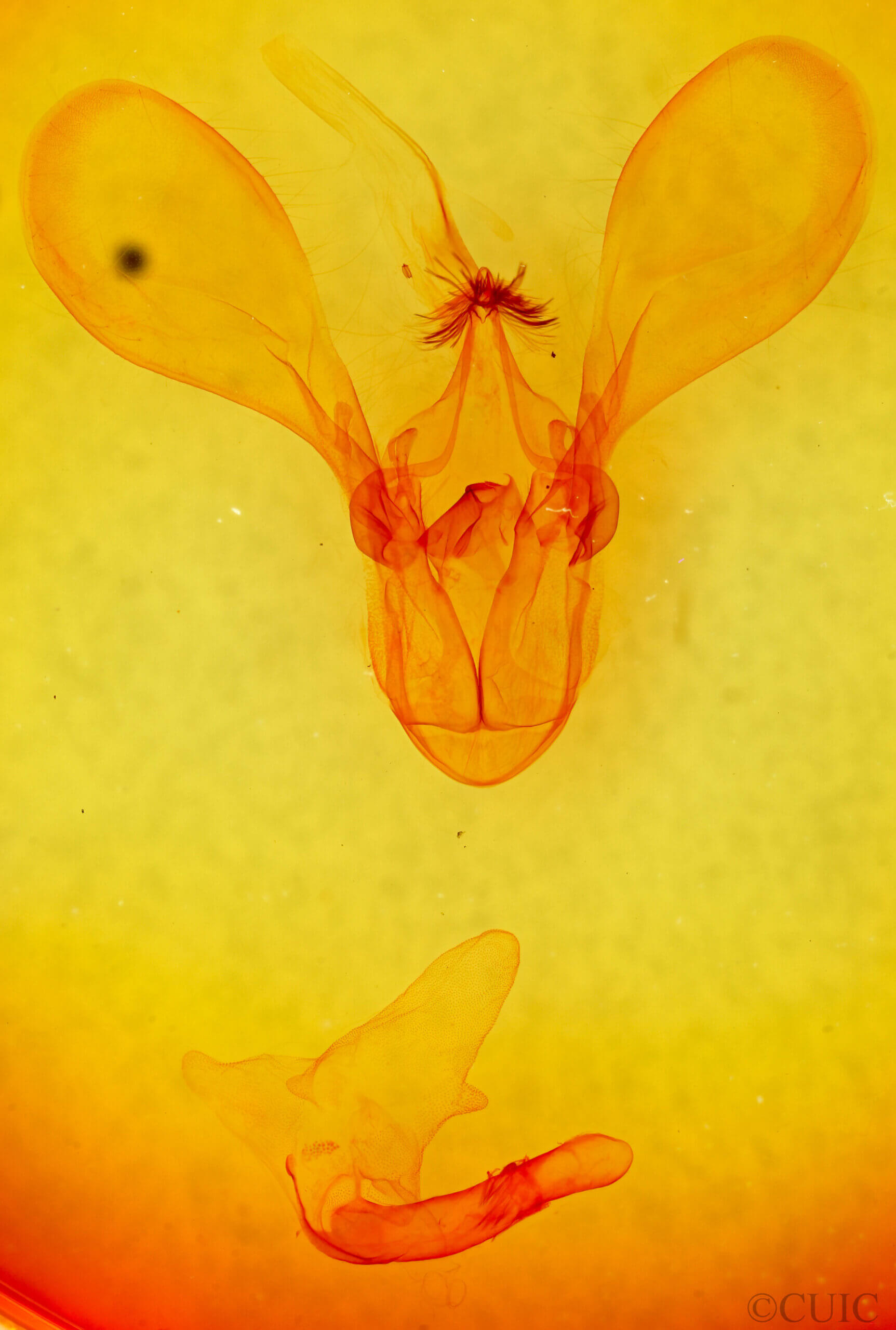 genitalia view of adult Melipotis contorta