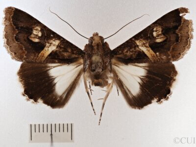 dorsal view of adult Melipotis contorta