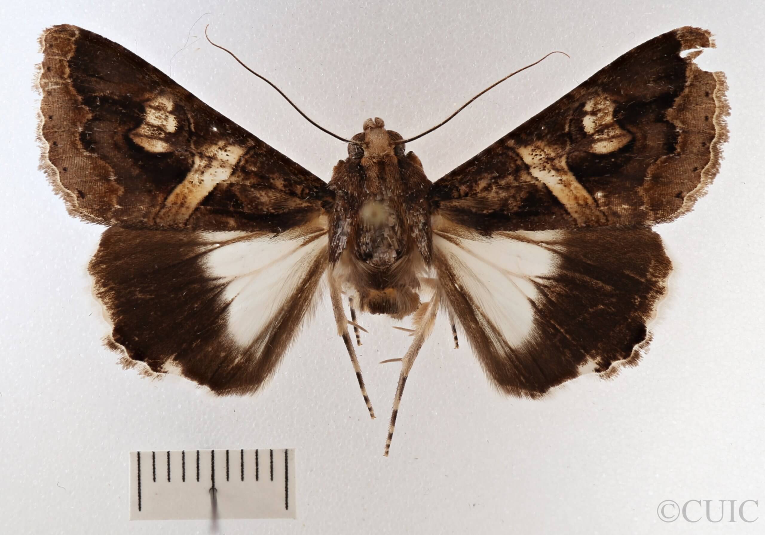 dorsal view of adult Melipotis contorta