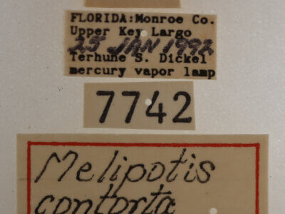 label view of adult Melipotis contorta