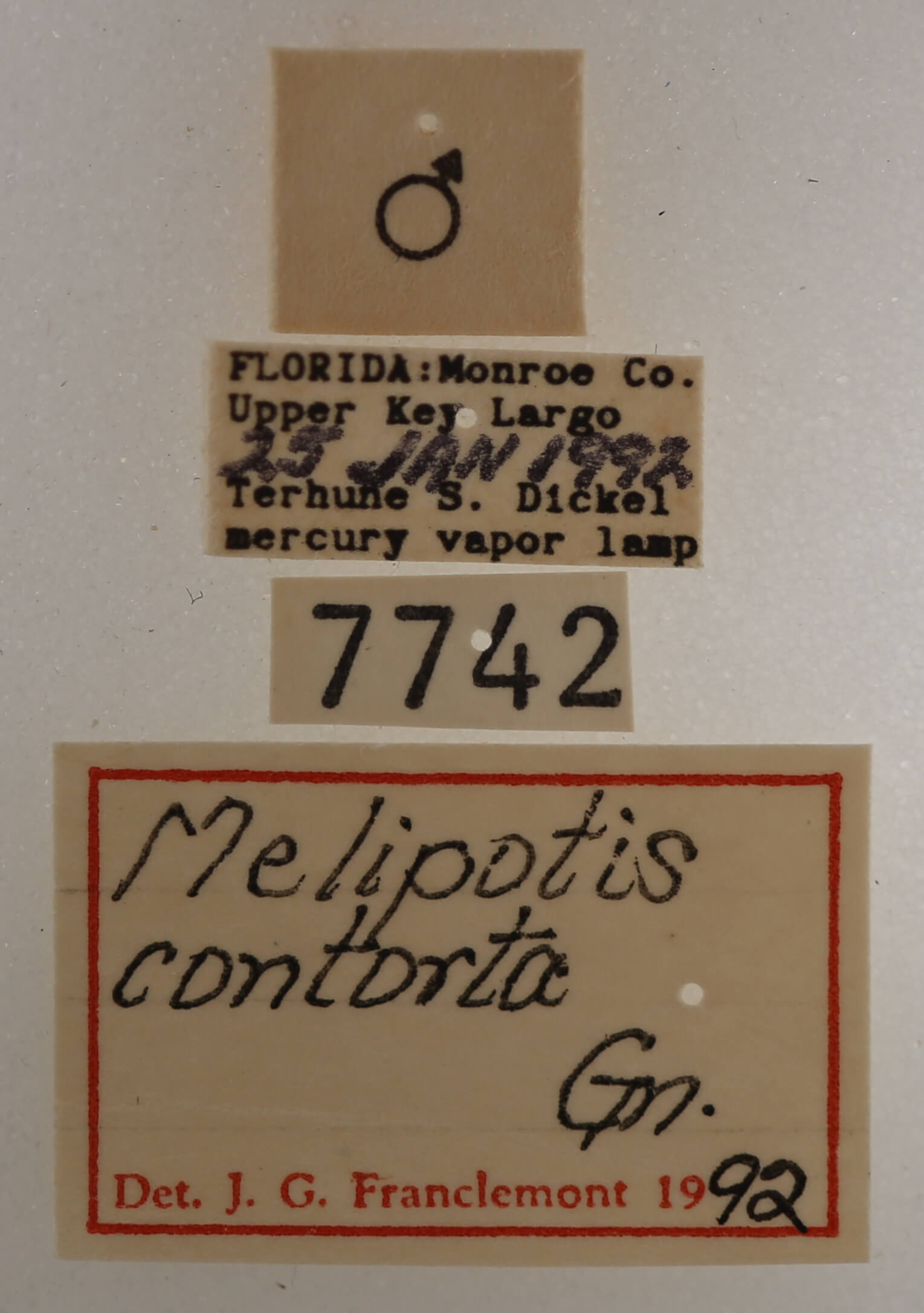 label view of adult Melipotis contorta
