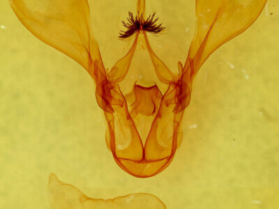 genitalia view of adult Melipotis contorta