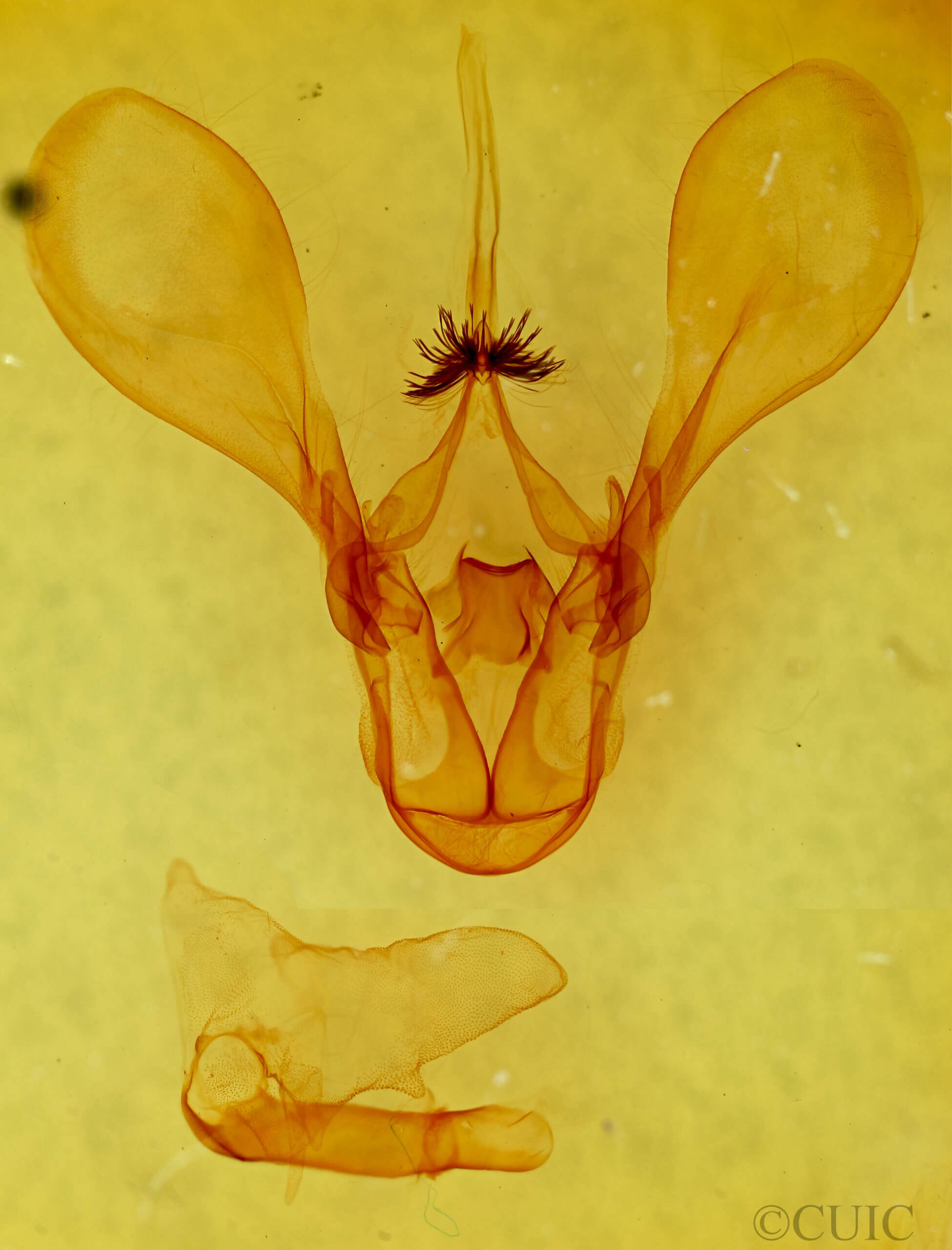 genitalia view of adult Melipotis contorta