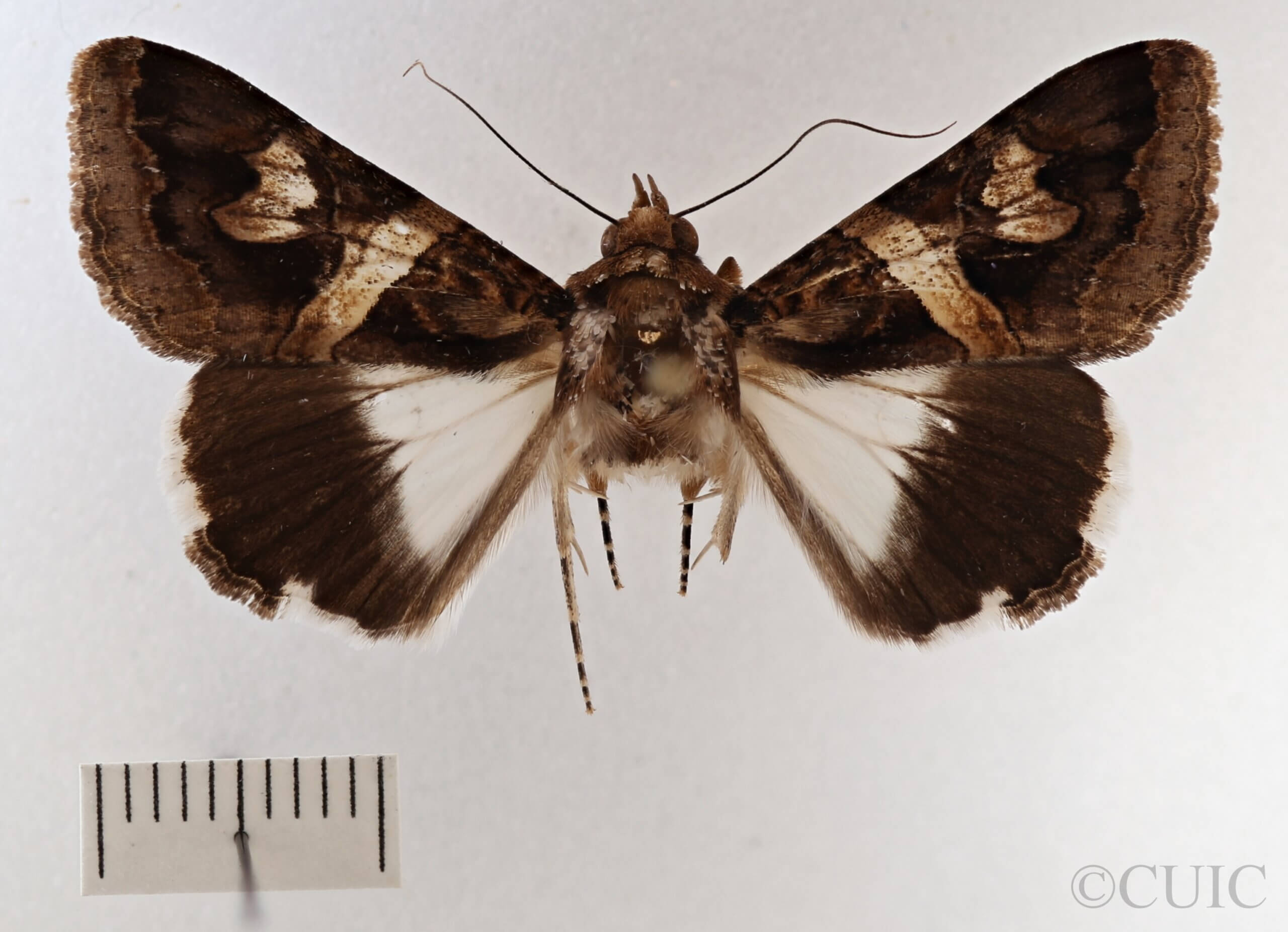 dorsal view of adult Melipotis contorta