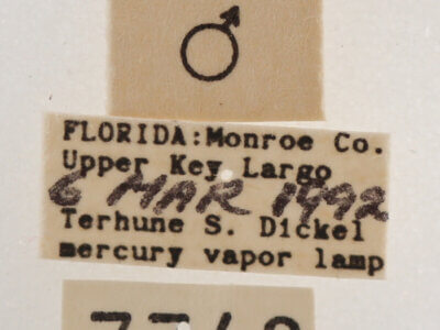 label view of adult Melipotis contorta