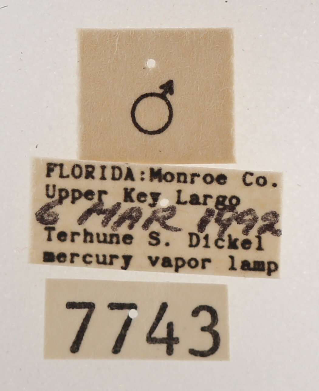 label view of adult Melipotis contorta