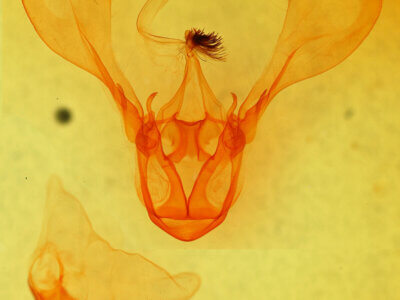 genitalia view of adult Melipotis famelica