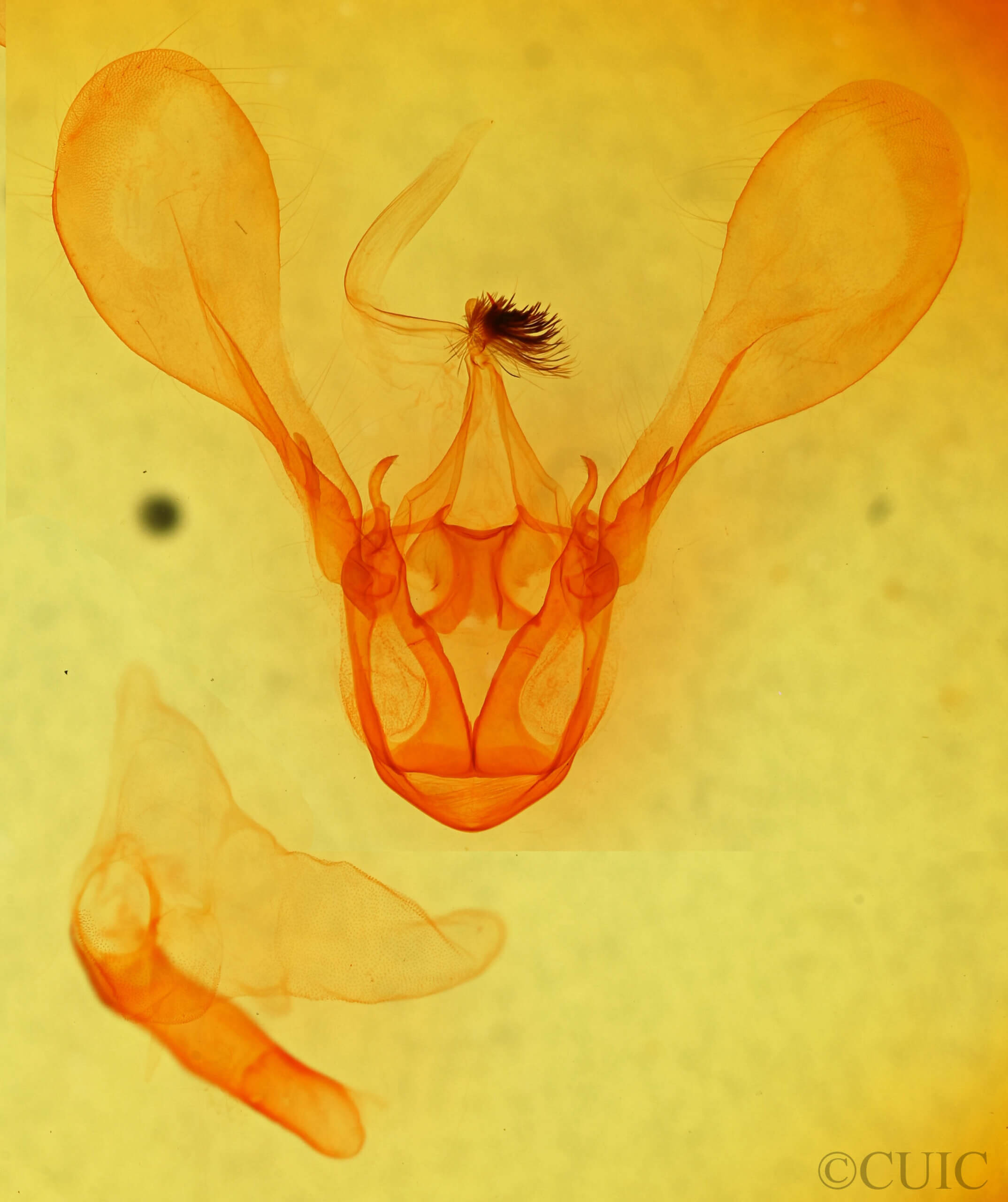 genitalia view of adult Melipotis famelica