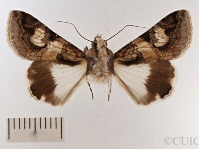 dorsal view of adult Melipotis famelica