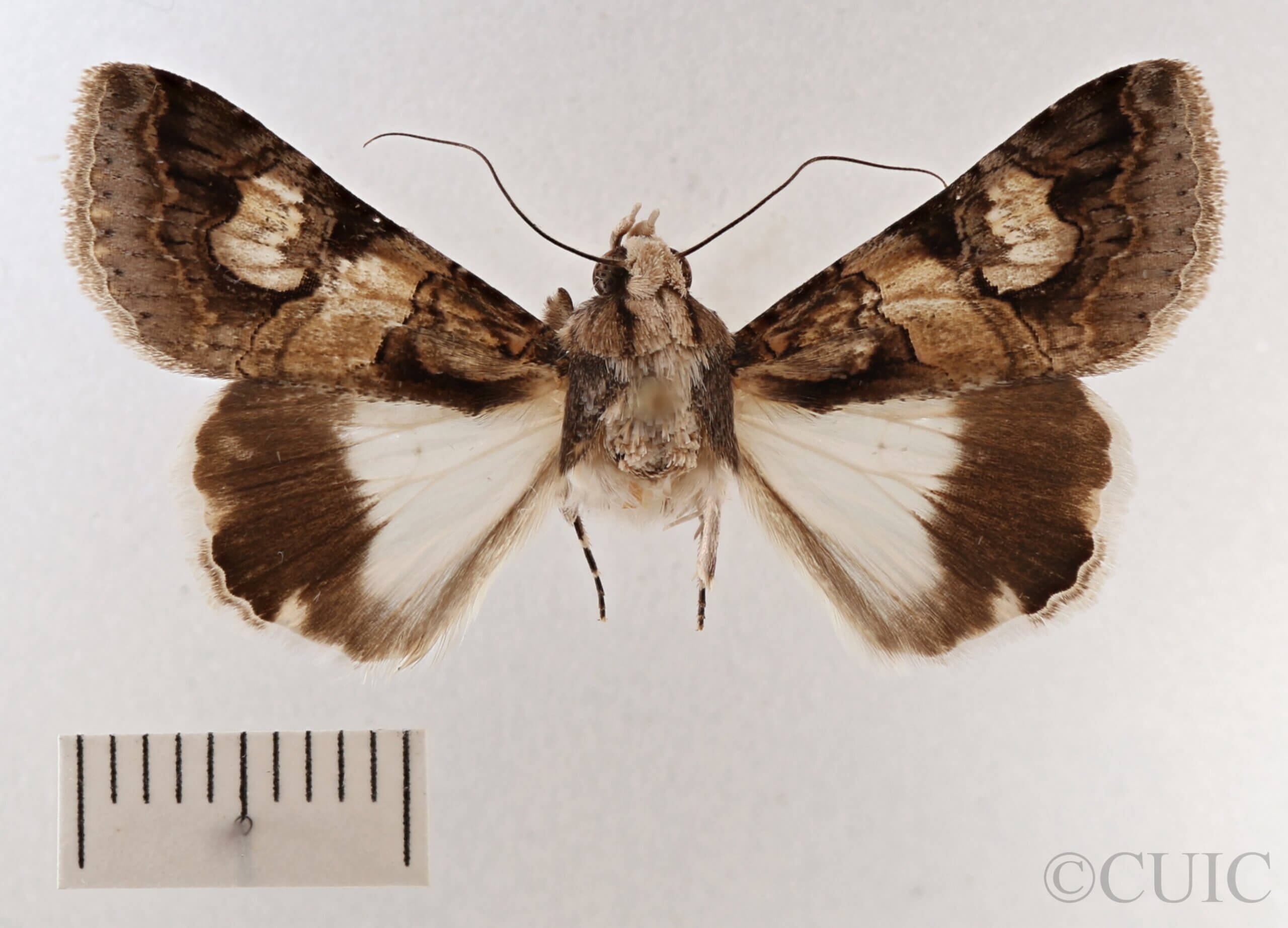 dorsal view of adult Melipotis famelica