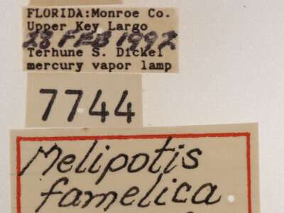 label view of adult Melipotis famelica
