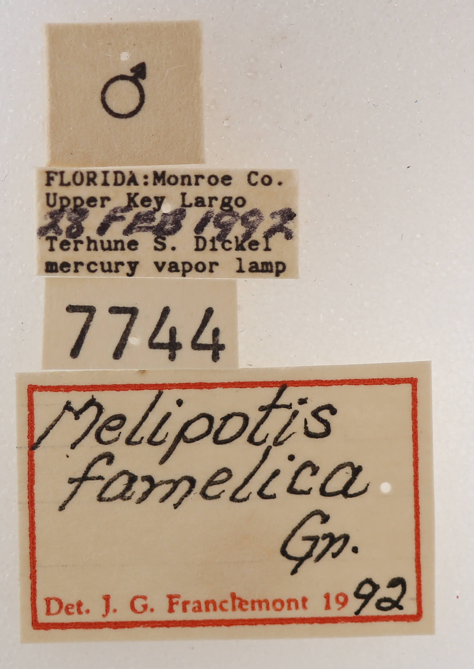 label view of adult Melipotis famelica