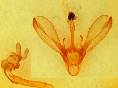 genitalia view of adult Melipotis sp.