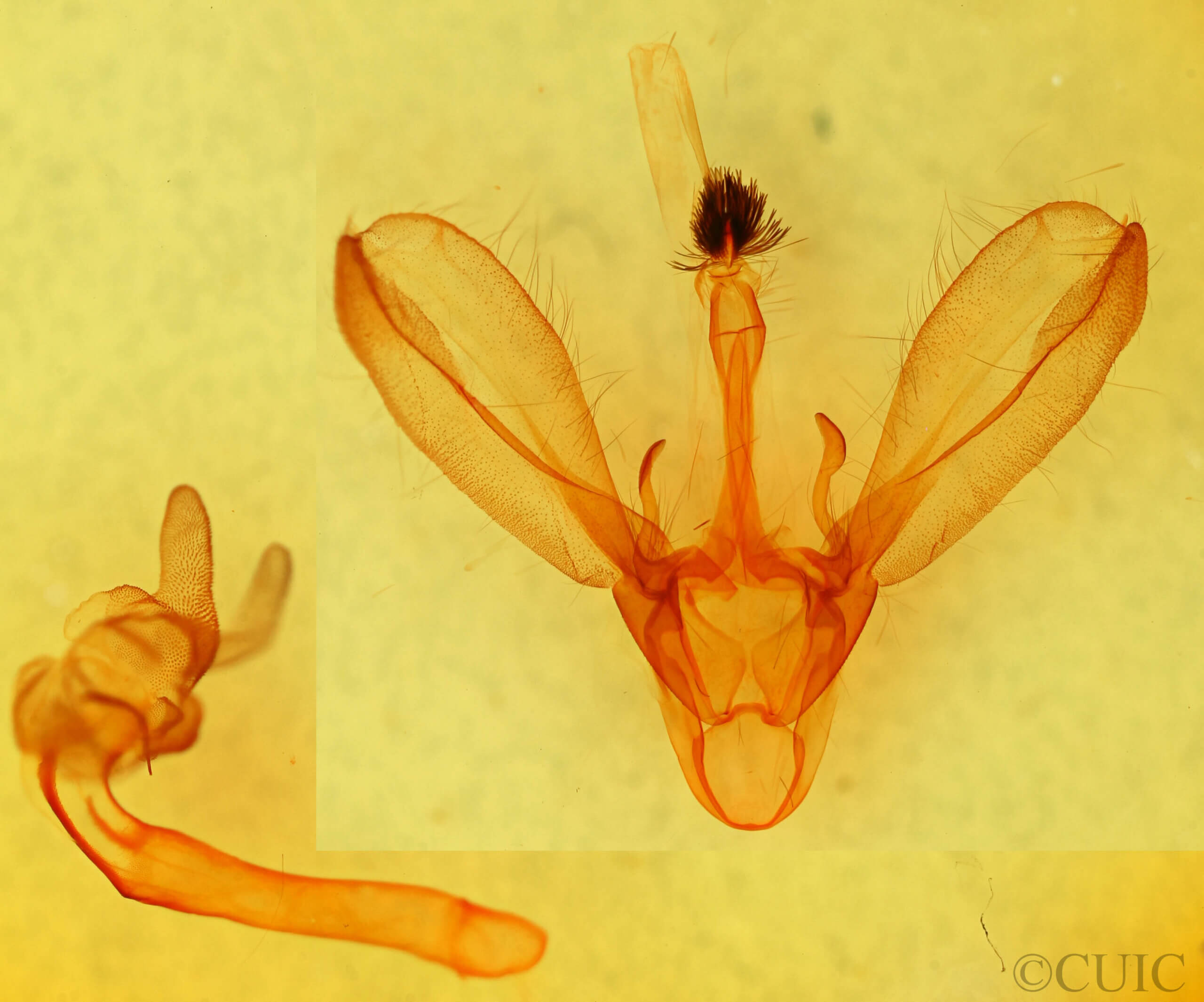 genitalia view of adult Melipotis sp.