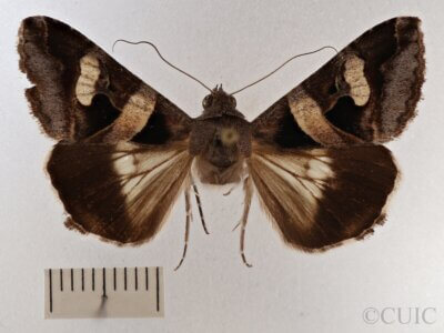 dorsal view of adult Melipotis sp.