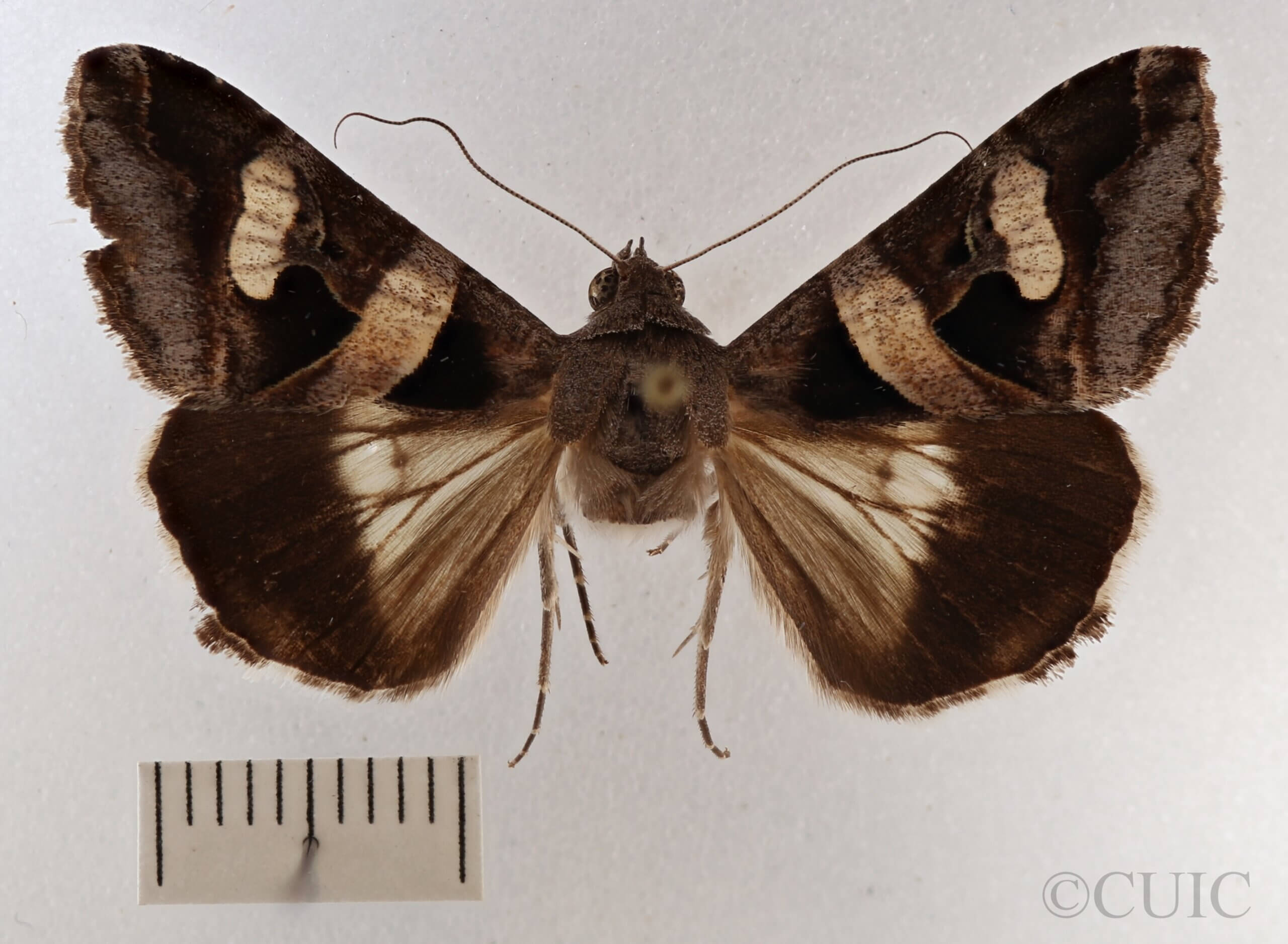 dorsal view of adult Melipotis sp.