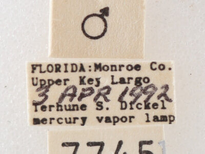 label view of adult Melipotis sp.