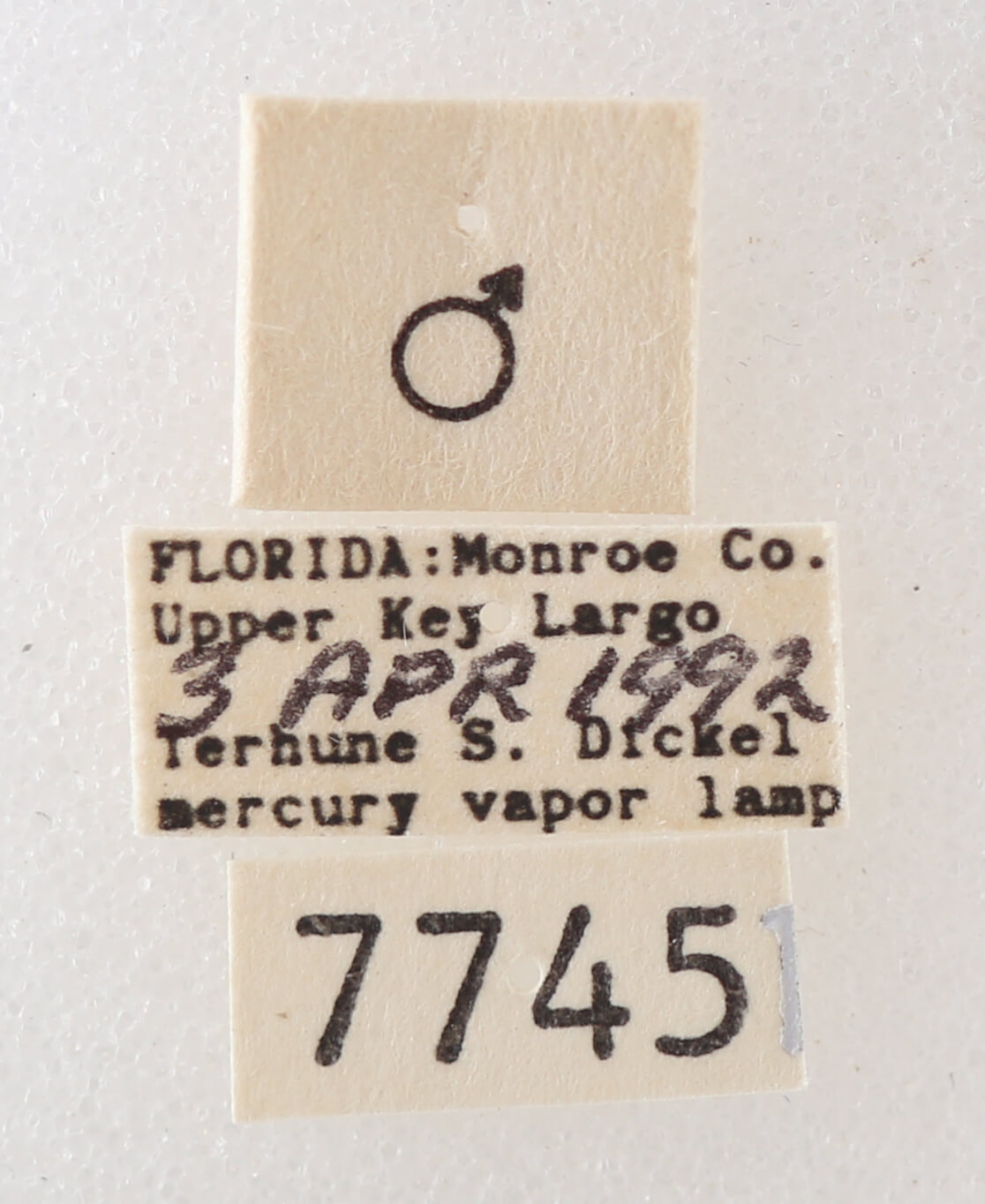label view of adult Melipotis sp.