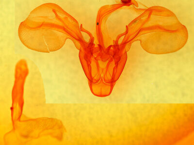 genitalia view of adult Melipotis januaris