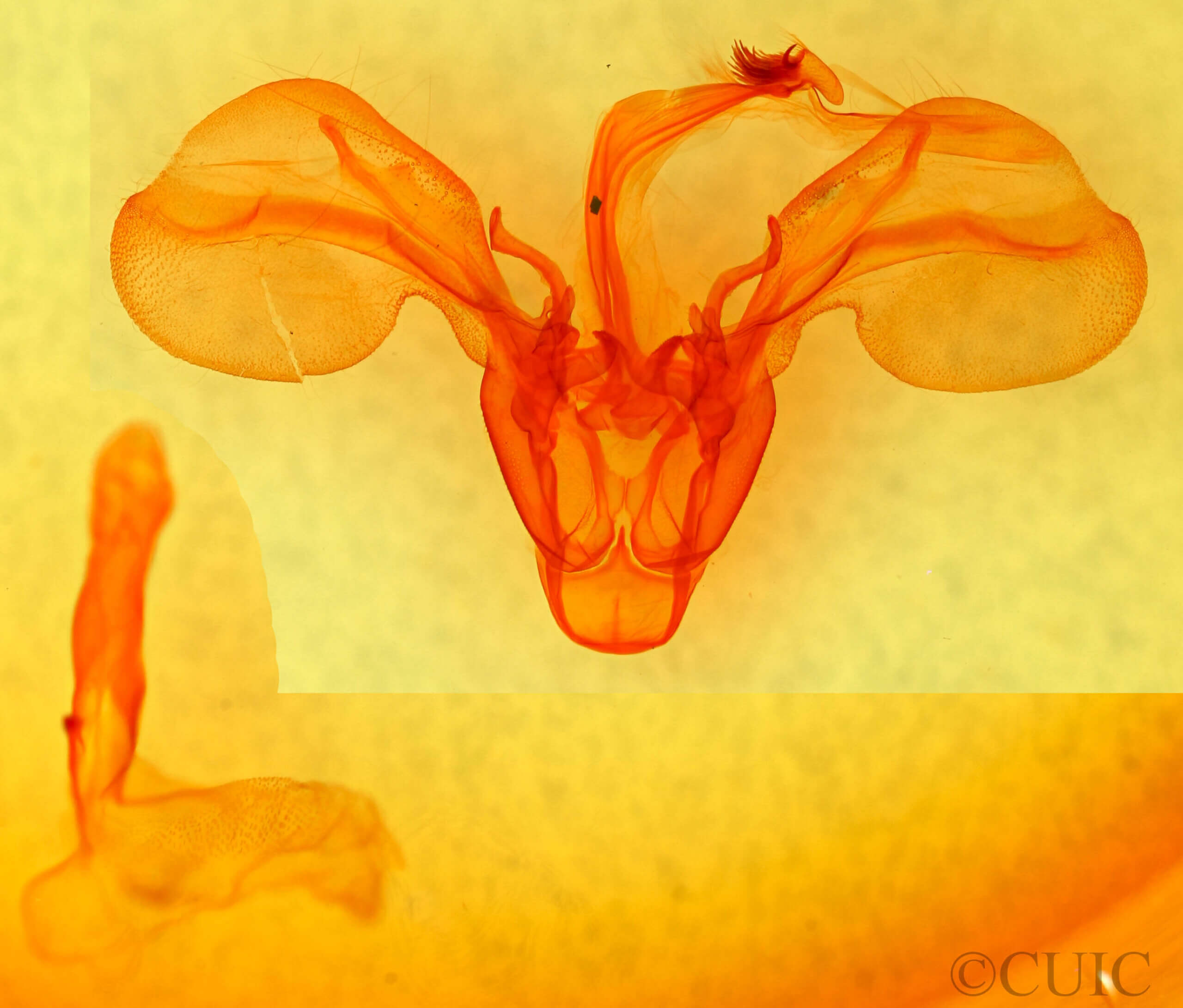 genitalia view of adult Melipotis januaris
