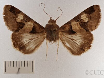 dorsal view of adult Melipotis januaris