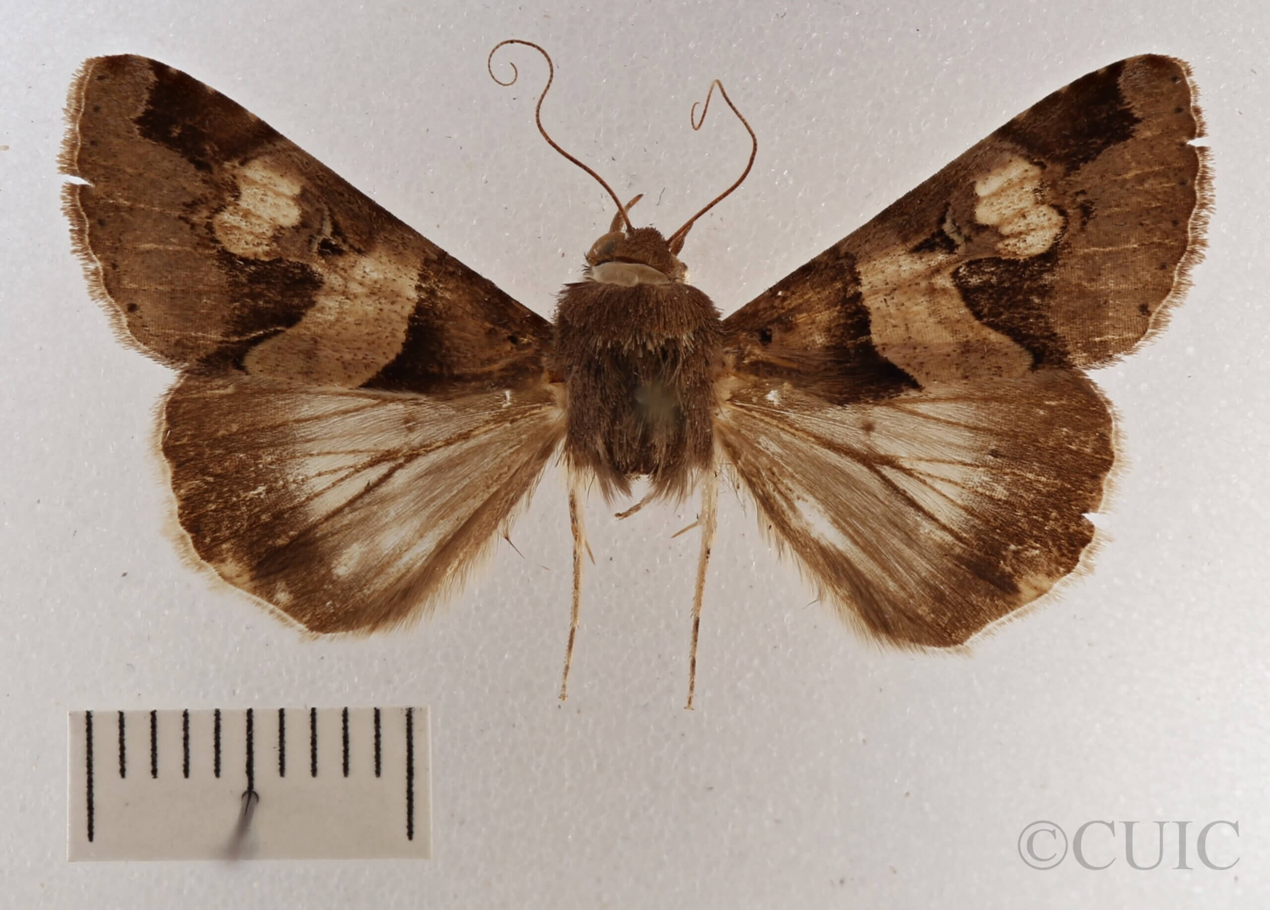 dorsal view of adult Melipotis januaris