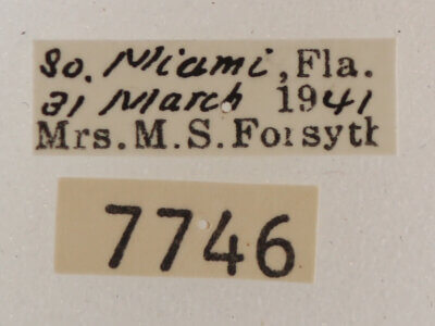 label view of adult Melipotis januaris