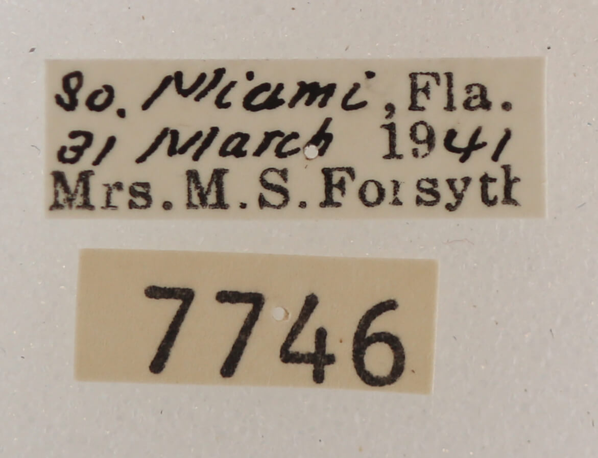 label view of adult Melipotis januaris