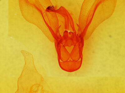 genitalia view of adult Melipotis indomita